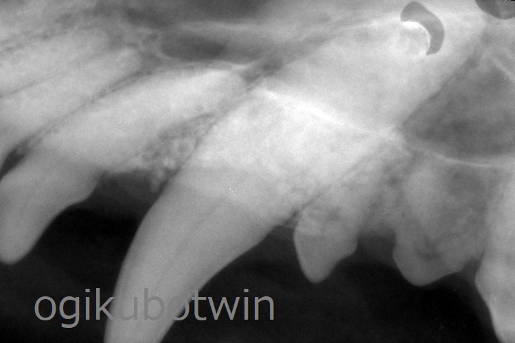 犬歯　レントゲン　経過